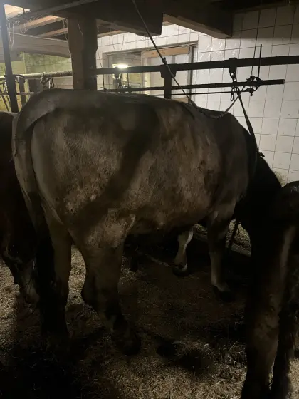 Hochträchtige Kalbin