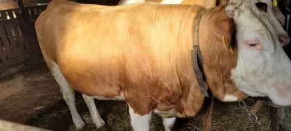 Verkaufe trächtige Kalbin