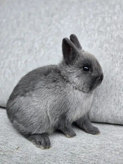 Farbenzwerg Zwergkaninchen