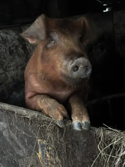 Verkaufe Duroc Ferkel