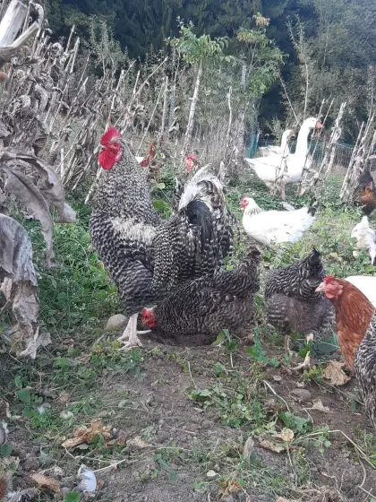 10 Monate alte Legehennen