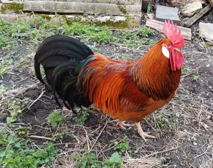 Diverse Hähne abzugeben