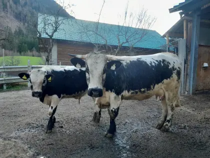 Pustertaler Sprinzen Kuh