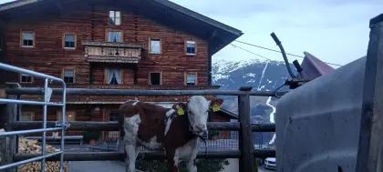 Genotypisiertes BIO FV Kalb