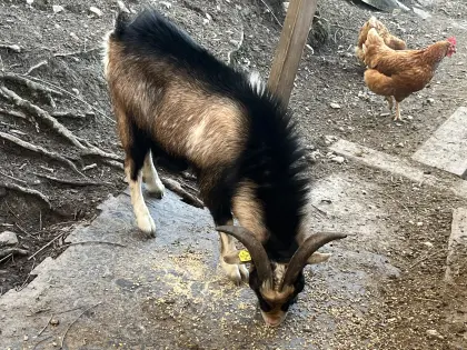 Mini Zwergziegenbock