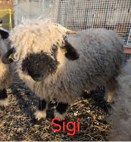 Walliser Schwarznasenschaf