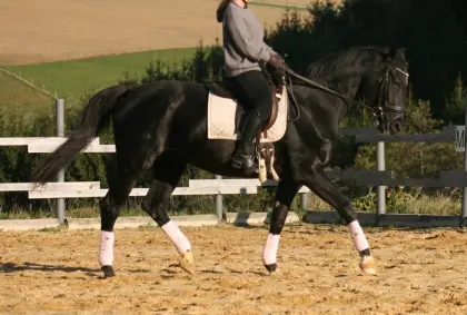 Hannoveraner Stute zu verkaufen