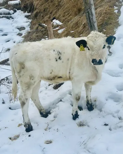 Pustertaler Sprinzen Kalbin Bio