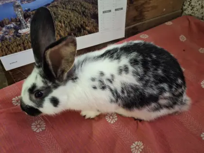 Fleischhasen Rammler