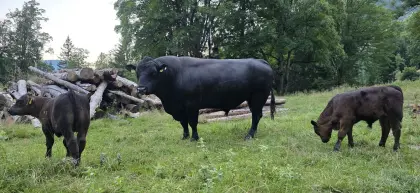 Aberdeen Angus Zuchtstier