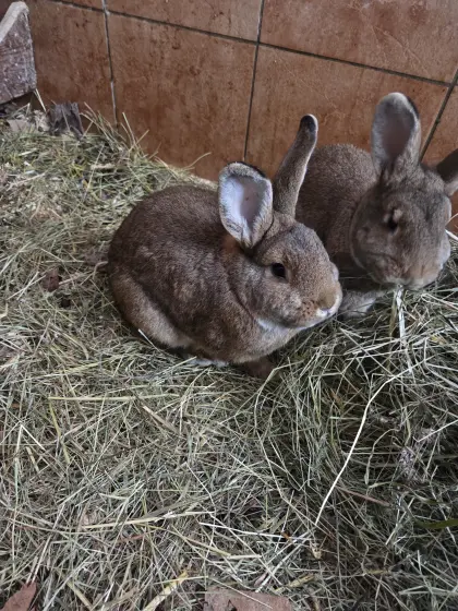 Verschenke junges Kaninchen 1 j alt