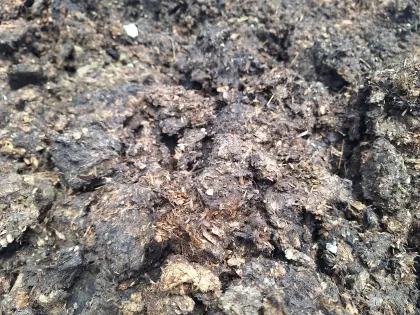 Bio-Pferdemist von zertifiziertem Biobetrieb