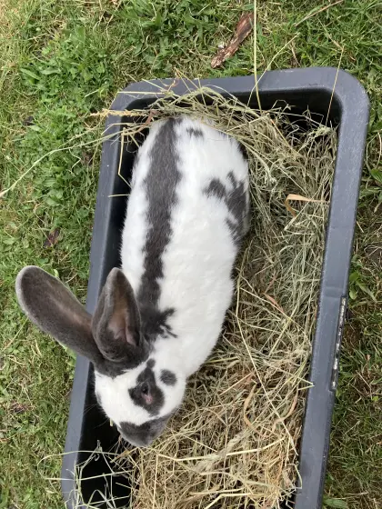Riesenscheck Rammler blau weiß