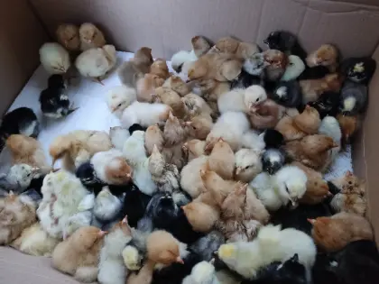 Tagesküken verschiedener Rassen