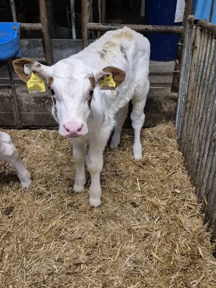 Reinerbig hornloser Red Holstein Stier