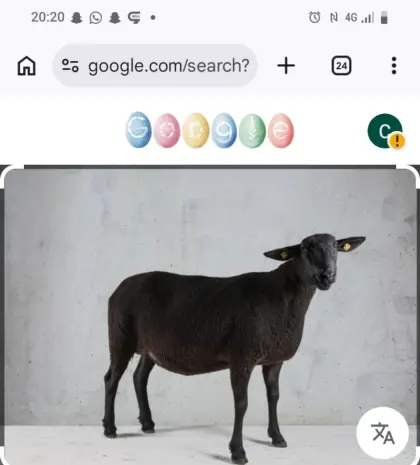 Kaufe Bio Jura-Widder ab 8 Monate