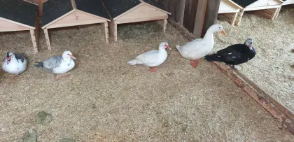 Stummenten/Pekingenten-Mischling