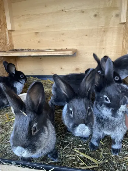 Junghasen, Helle Großsilber