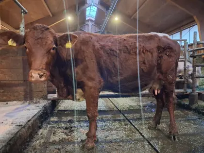 Trächtige Bio-Mutterkuh mit Kalb