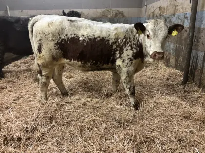 Pustertaler Sprinzen Kalbin