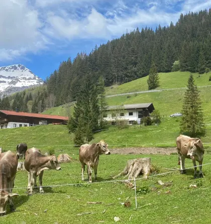 Verpachtung Lähner Alm