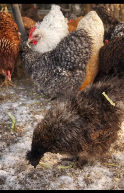 Seidenhennen und Haubenhühner