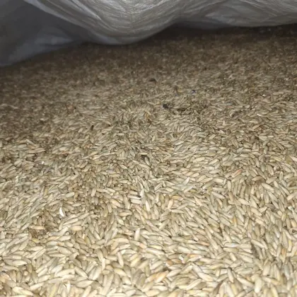 BIO Grünschnittroggen Sorte Protector