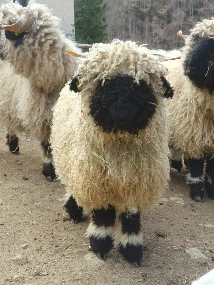 Walliser Schwarznasen Aue