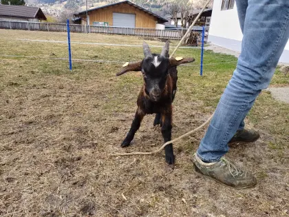 Tauernscheckenbockkitz zu verkaufen