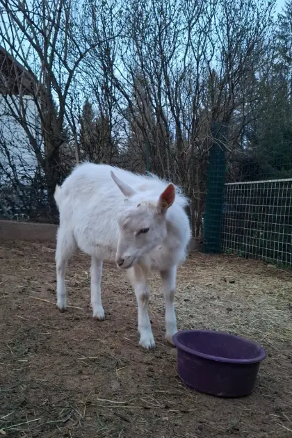 Ziegenbock zu verkaufen!