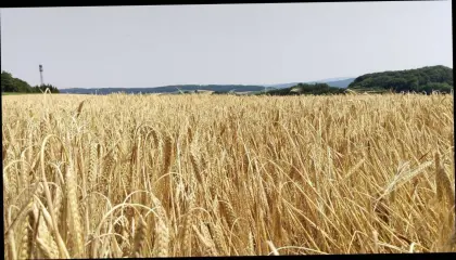 Pachtflächen gesucht
