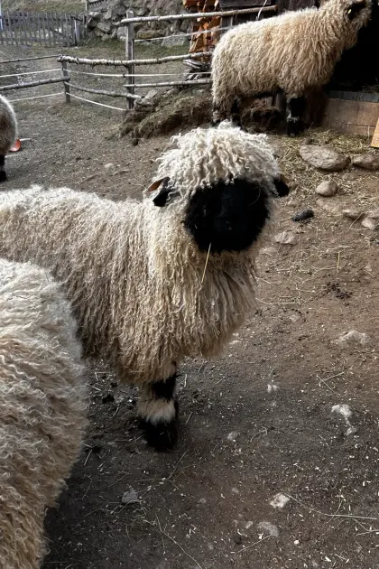 Walliser Schwarznasenschaf Widder