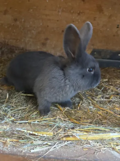 Blaue Wiener zu verkaufen