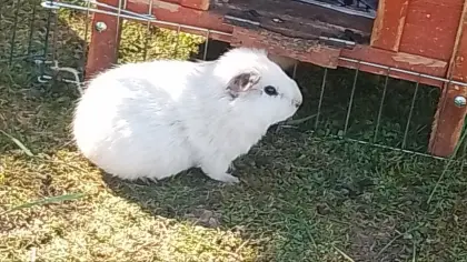 Junge Meerschweinchen-Weibchen