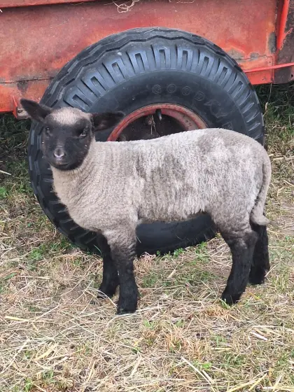Shropshire Lämmer weiblich und männlich