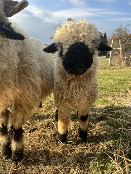 Walliser Schwarznasen