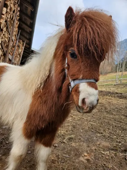 Shetland Pony Hengst
