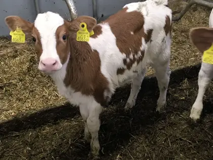 BIO Zuchtkalb RF x FV