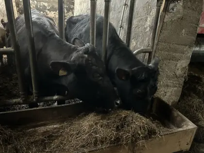 10 Mutterkühe nicht trächtig