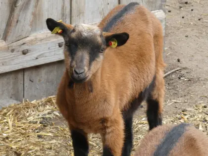 Gämsfarbige Gebirgsziege