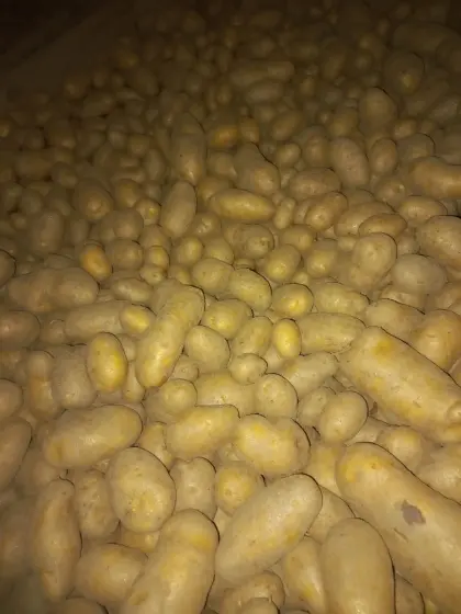 Speisekartoffeln Ditta feldfallend