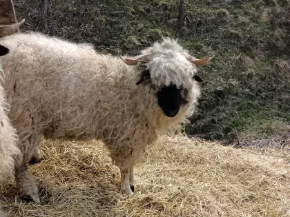 Walliser Schwarznasenschaf Aue