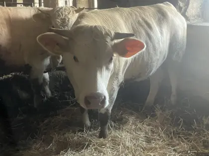 Kärntner Blondvieh Kalbinen