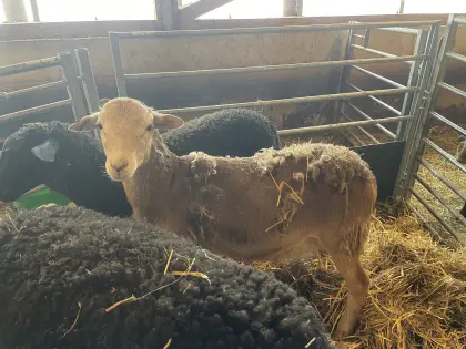 Nolana / Barbados Black Belly Bocklamm, 6,5 Monate