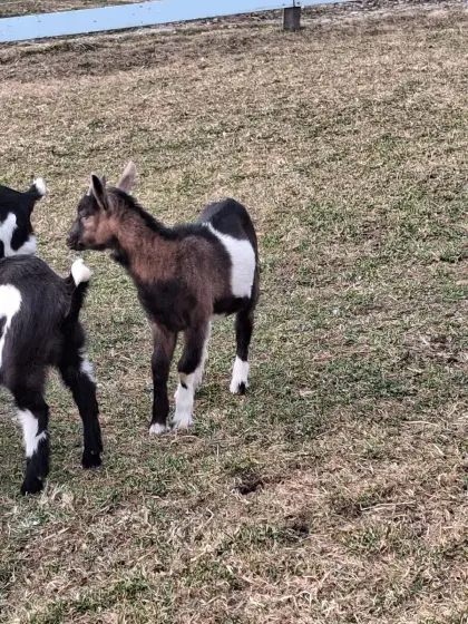 Tauernschecken-Kitze
