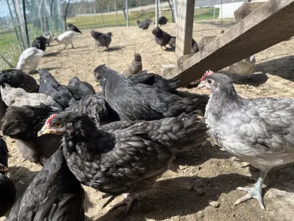 Bresse Gauloise Bleu Jungtiere