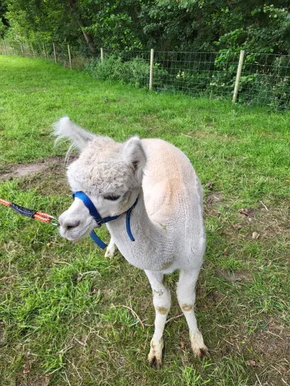 Alpaka Junghengst Alpakahengst