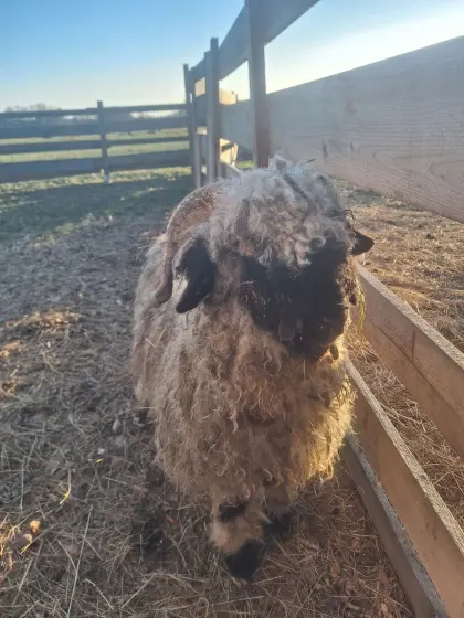 Walliser Schwarznasenschaf