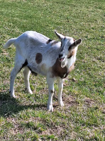 Weibliche Ziege (unfruchtbar)