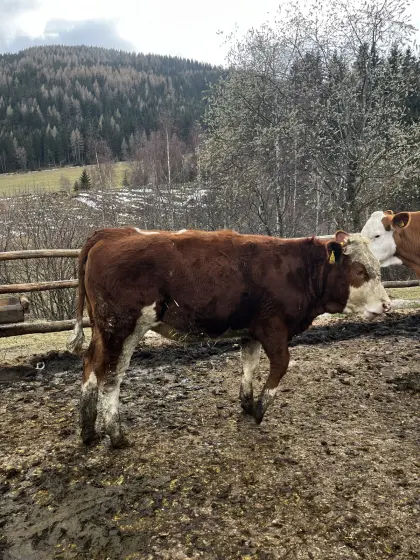 Bio Fleckvieh Fleisch Jungkalbin